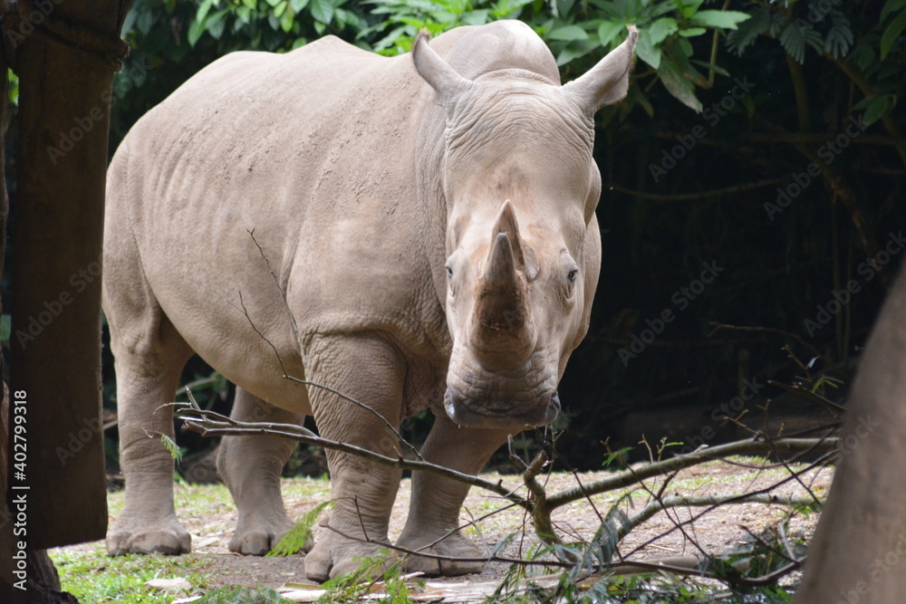 Naklejka premium The white rhinoceros or square lipped rhinoceros, Ceratotherium simum is the largest extant species of rhinoceros.