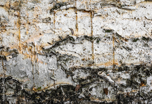 white birch bark with visible details. background