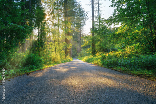 A lonely road in the middle of the woods on a sunny summer morning