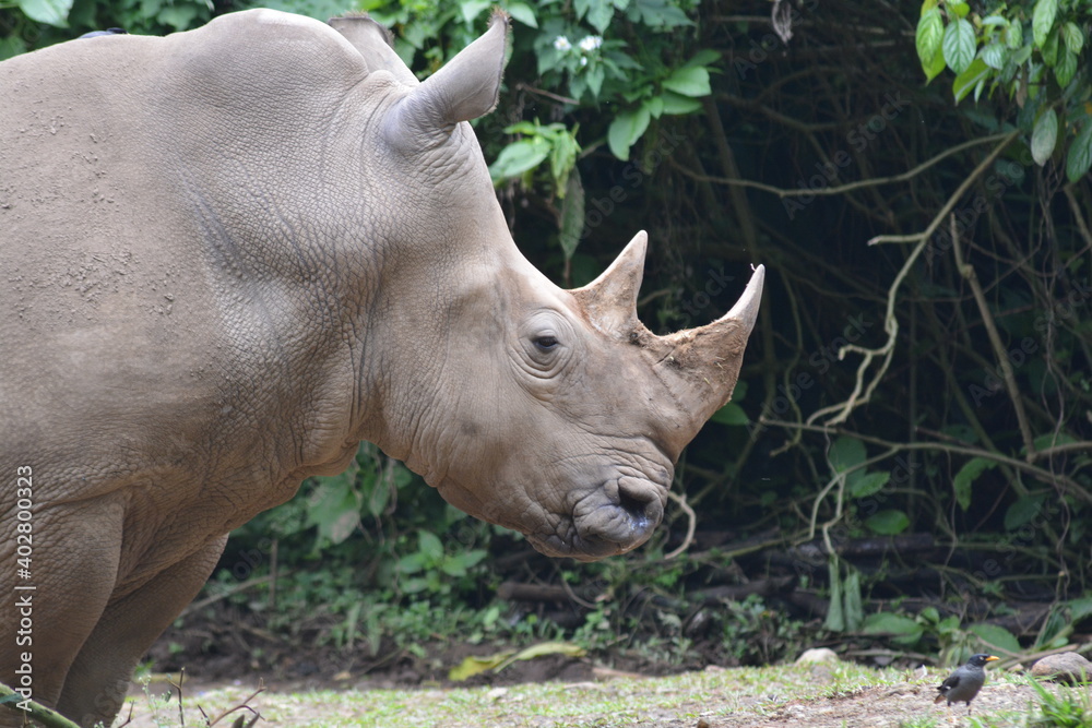 The white rhinoceros or square lipped rhinoceros, Ceratotherium simum is the largest extant species of rhinoceros. The white rhinoceros or square lipped rhinoceros, Ceratotherium simum is the largest extant species of rhinoceros.
