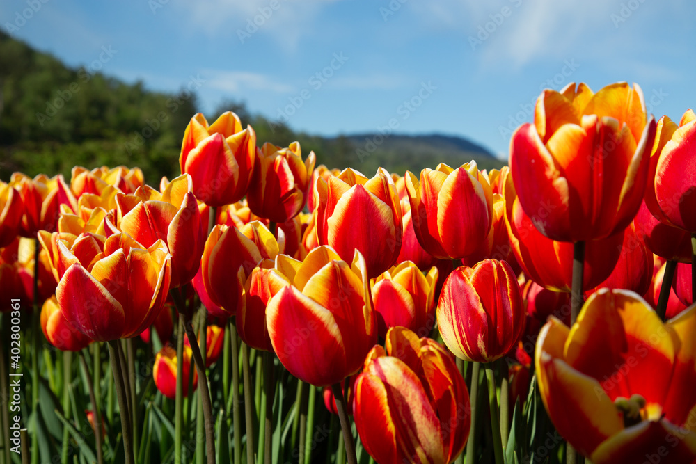Obraz premium flowers in sunny garden
