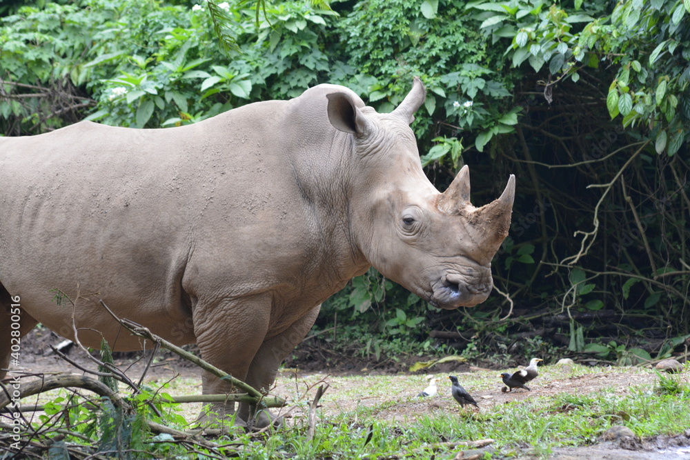 The white rhinoceros or square lipped rhinoceros, Ceratotherium simum is the largest extant species of rhinoceros. The white rhinoceros or square lipped rhinoceros, Ceratotherium simum is the largest extant species of rhinoceros.