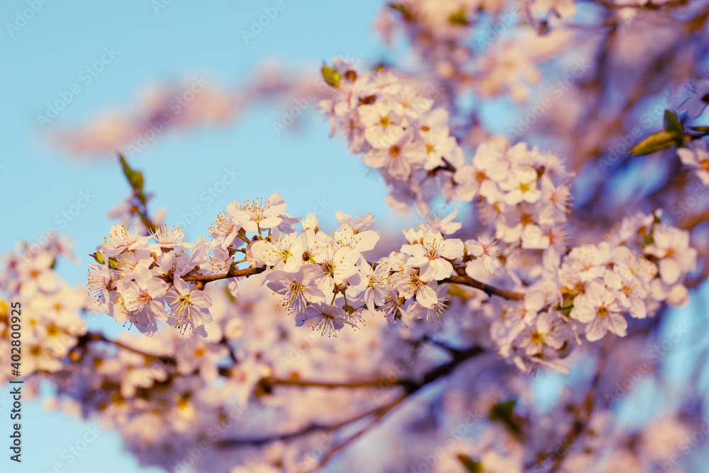 Fototapeta premium Twig with white cherry flowers with pink lighting