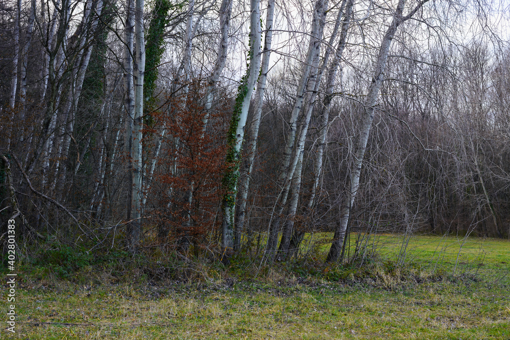 Winter in forest nature.