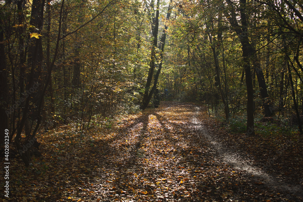 Fototapeta premium Autumn. Fall nature scene. Autumnal park.