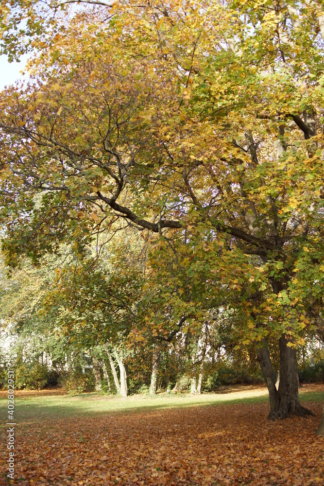 Naklejka premium Autumn. Fall nature scene. Autumnal park.