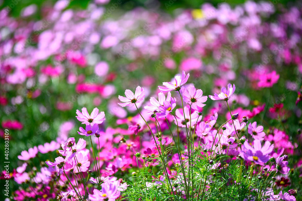 Field of cosmos flower.Orange, pink and yellow cosmos flowers are bloom,fresh natural color. Field of cosmos flower.Orange, pink and yellow cosmos flowers are bloom,fresh natural color.