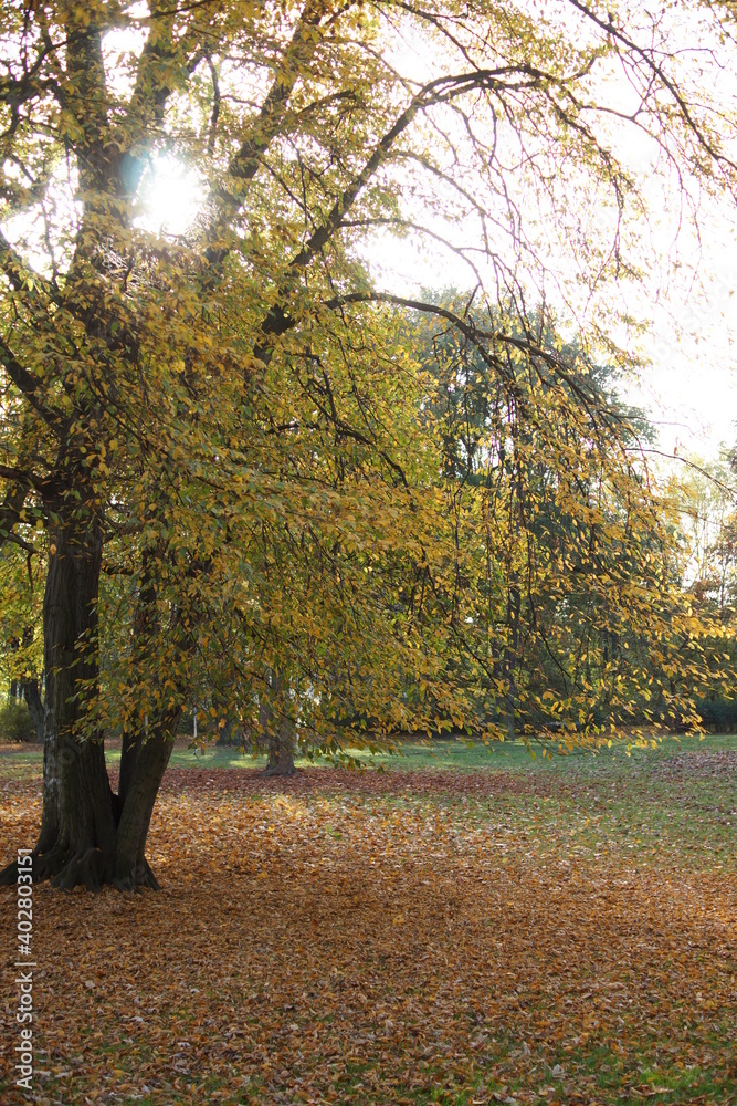 Naklejka premium Autumn. Fall nature scene. Autumnal park.