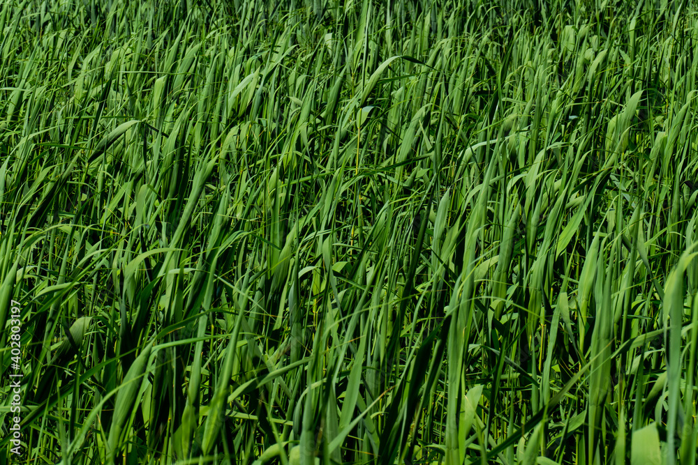 Grass reed uniform texture pattern for design. Fresh green background. Grass reed uniform texture pattern for design. Fresh green background.