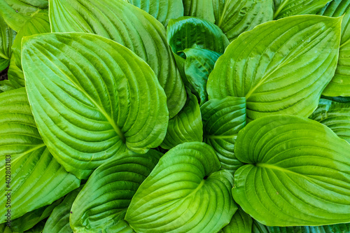 Leaves Hosta August Moon. Green background. Floral leaves abstract background.