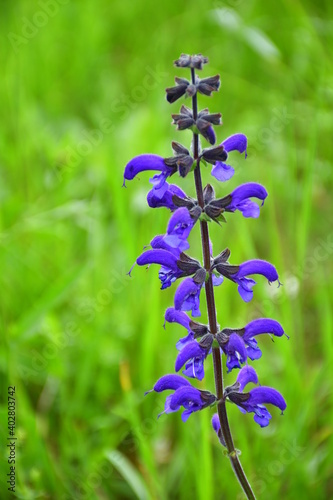 Lila Blüten eines Wiesensalbeis in der Nahaufnahme