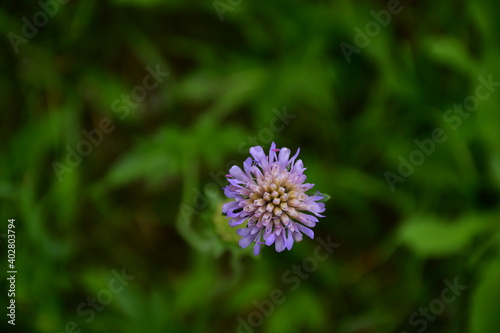 Nahaufnahme einer Acker Witwenblumen Blüte