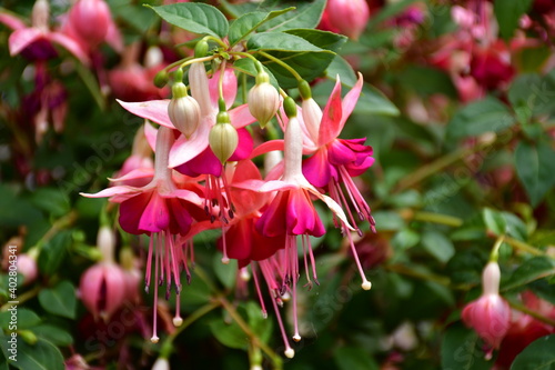 Blüte eine leuchtenden Scharlach Fuchsie