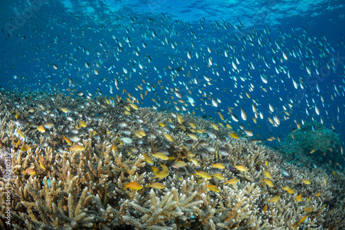 Abundant fish life schools above coral reef below liveaboard dive boat photo