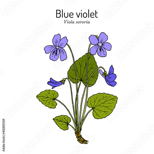 Blue violet Viola sororia , medicinal plant
