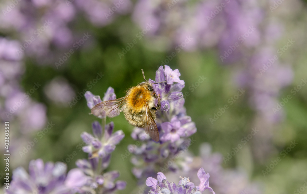Eine Bine auf einer Lavendel Blüte Eine Bine auf einer Lavendel Blüte