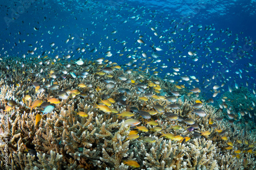 Abundant fish life schools above coral reef below liveaboard dive boat