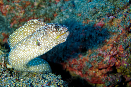 Yellowmouth moray 