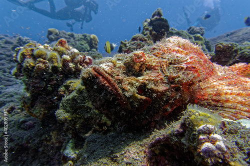 Fototapeta Naklejka Na Ścianę i Meble -  Scorpionfish and diver