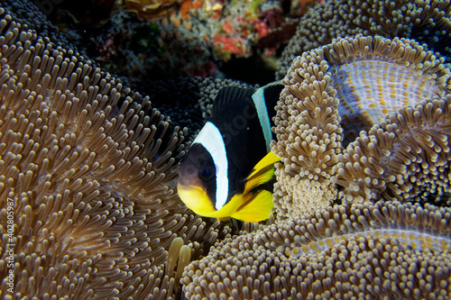 Mauritian anemonefish