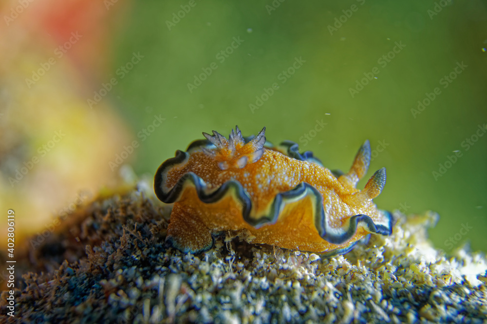 Glossodoris cincta Glossodoris cincta
