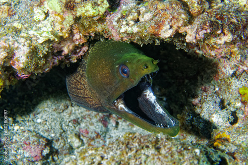 Undulated moray (Gymnothorax undulatus) © Guillaume