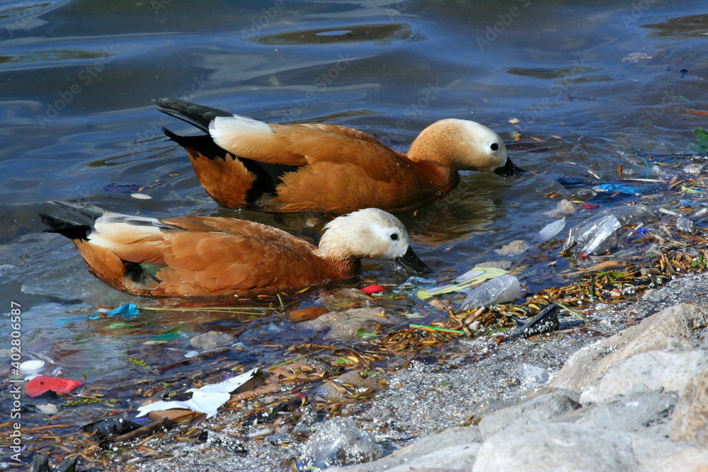 Hungry duck birds in search of food among the garbage in the pond.Human waste pollution in nature. - obrazy, fototapety, plakaty 