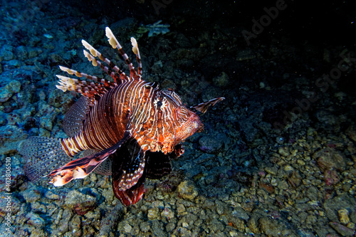 Red lionfish © Guillaume