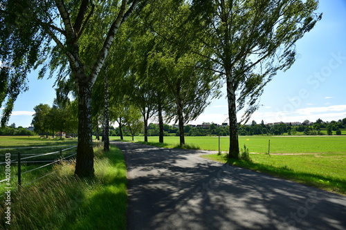 Eine Birken Allee zwischen Wiesen und Wäldern
