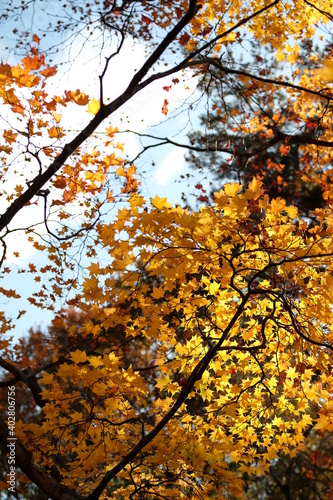 autumn leaves on a tree