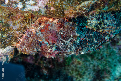 Scorpionfish at Reunion