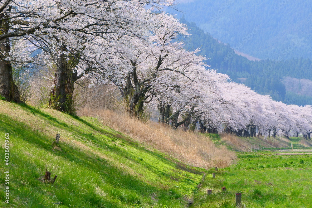 猿ヶ石川の桜並木。遠野、岩手、日本。5月初旬。