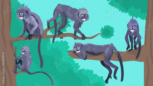 Dusky leaf monkey langur collection. Trachypithecus obscurus