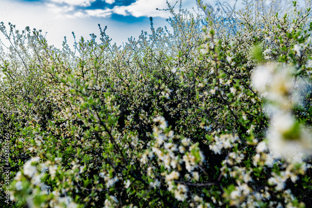 Fototapeta premium Wild lush shrub with small white flowers and petals with green leaves. Thin spring twigs with intensive growth