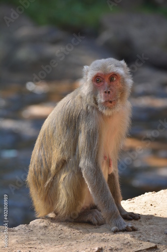 Monkey © vaibhav