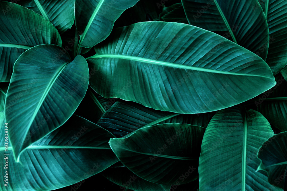 Obraz premium tropical banana leaf texture in garden, abstract green leaf, large palm foliage nature dark green background