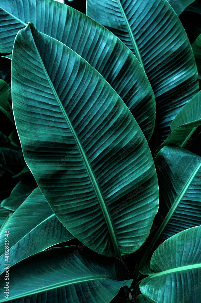 Obraz premium tropical banana leaf texture in garden, abstract green leaf, large palm foliage nature dark green background