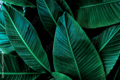 tropical banana leaf texture in garden, abstract green leaf, large palm foliage nature dark green background