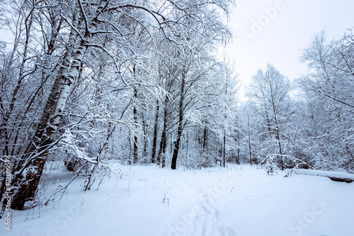 Winter landscape with snow-covered trees in the forest.