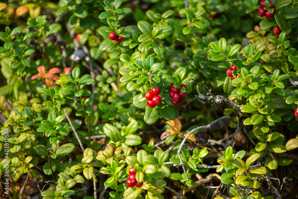 cowberries on a bush