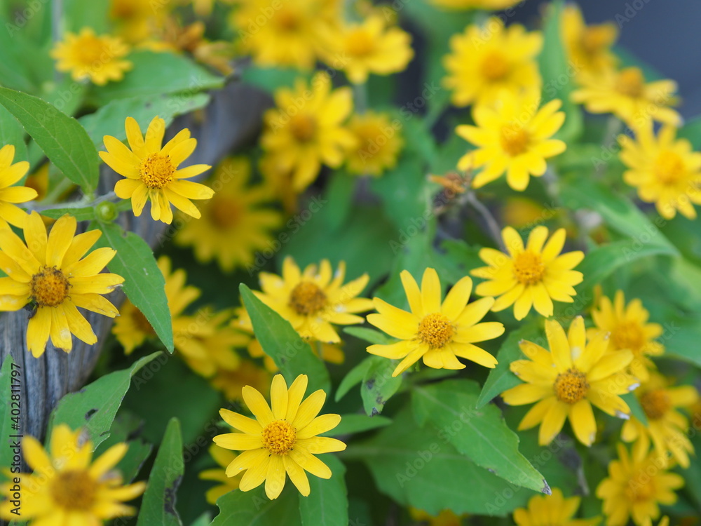 Common daisy, Bellis perennis, Dahlberg Daisy, Gold Carpet, Golden Fleece, Butter Daisy, Day’s