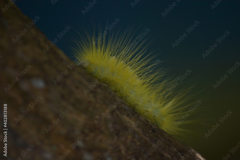Fototapeta premium a yellow caterpillar crawled on the tree trunk