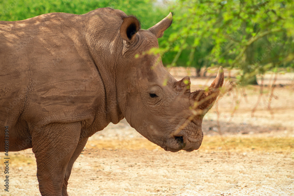 Portrait of a male bull white Rhino grazing in Etosha National park, Namibia. Wild african animals. Portrait of a male bull white Rhino grazing in Etosha National park, Namibia. Wild african animals.