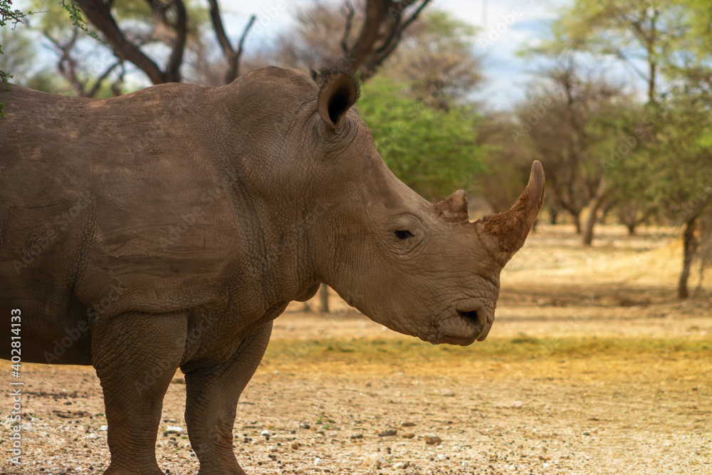 Portrait of a male bull white Rhino grazing in Etosha National park, Namibia. Wild african animals. Portrait of a male bull white Rhino grazing in Etosha National park, Namibia. Wild african animals.