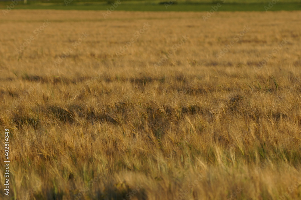 Obraz premium Grain on the field.