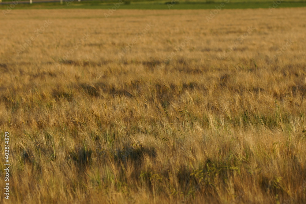 Obraz premium Grain on the field.