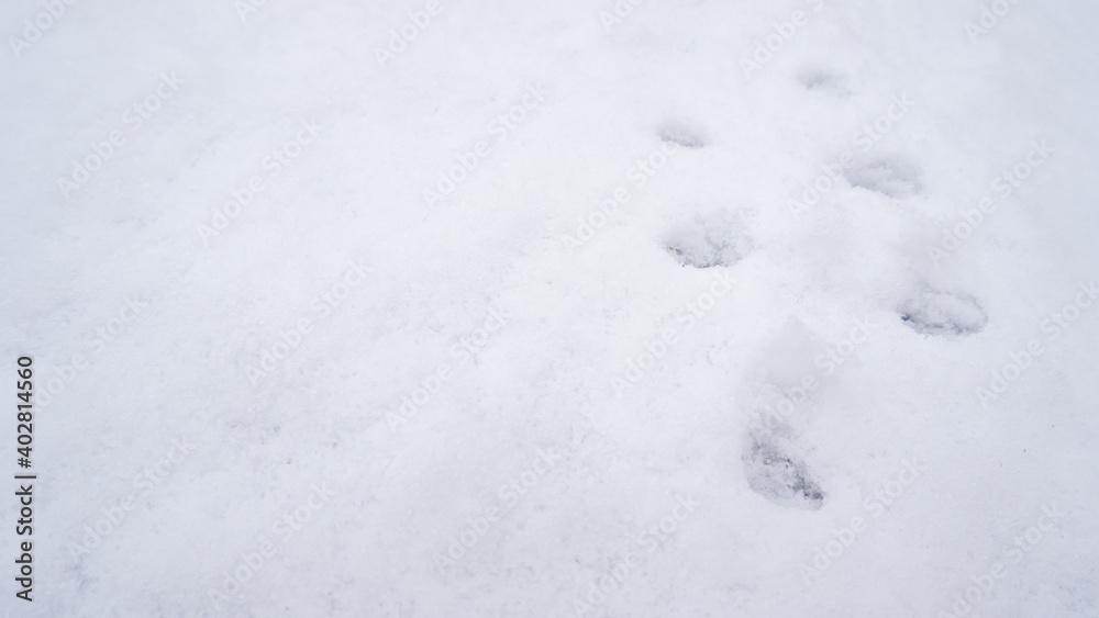 Footprint patterns are stamped on the fresh snow on a sunny winter day. Background with copy space.