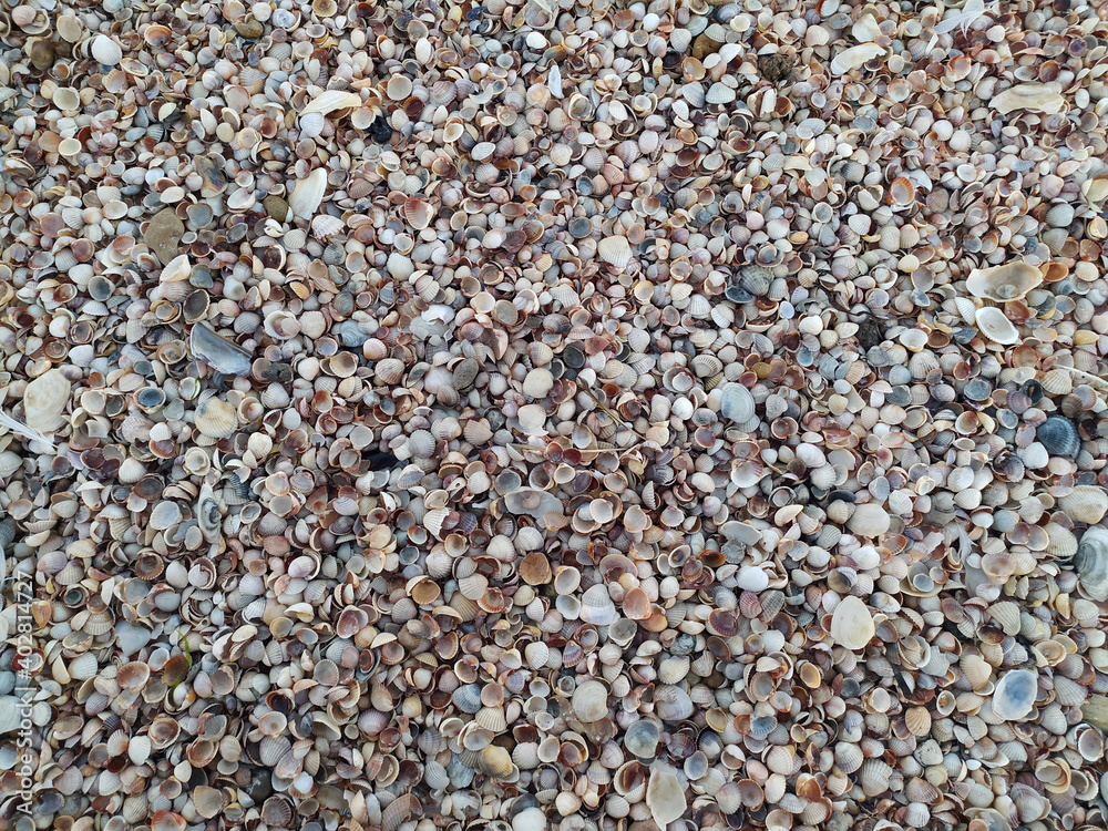 Seashells on the seashore. Marine shore texture. Seashells on the seashore. Marine shore texture.