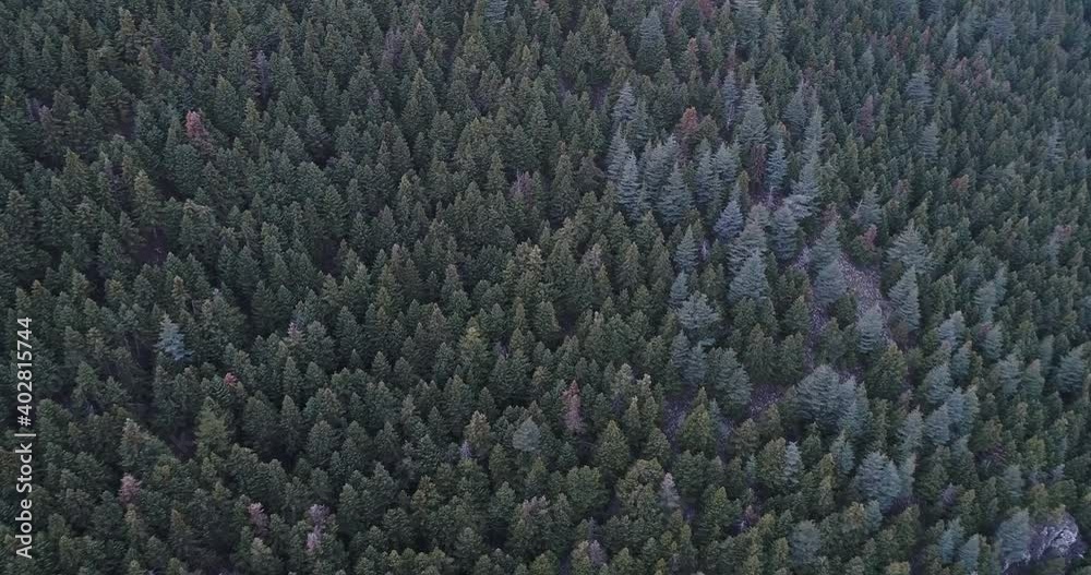 Intact Pine Forests
