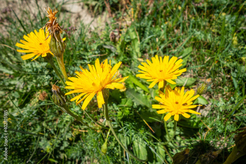 Tolpis staticifolia wild flowers in Vanoise national Park  France